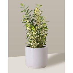 Vaso Cachepô de Cerâmica para Plantas Branco MED - 6