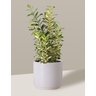 Vaso Cachepô de Cerâmica para Plantas Branco MED - 6