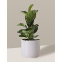 Ver imagem 3 de Vaso Cachepô de Cerâmica para Plantas Branco MED