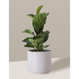 Vaso Cachepô de Cerâmica para Plantas Branco MED - 3