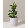Vaso Cachepô de Cerâmica para Plantas Branco MED - 3