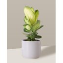 Ver imagem 4 de Vaso Cachepô de Cerâmica para Plantas Branco MED