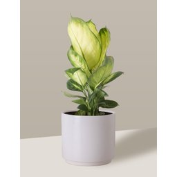 Vaso Cachepô de Cerâmica para Plantas Branco MED - 4