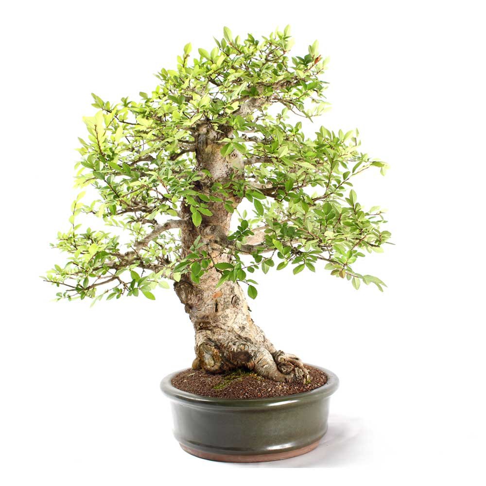 Bonsai Ulmus 25 Anos - 4