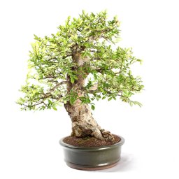 Bonsai Ulmus 25 Anos - 4
