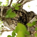 Ver imagem 6 de Bonsai Ulmus 25 Anos