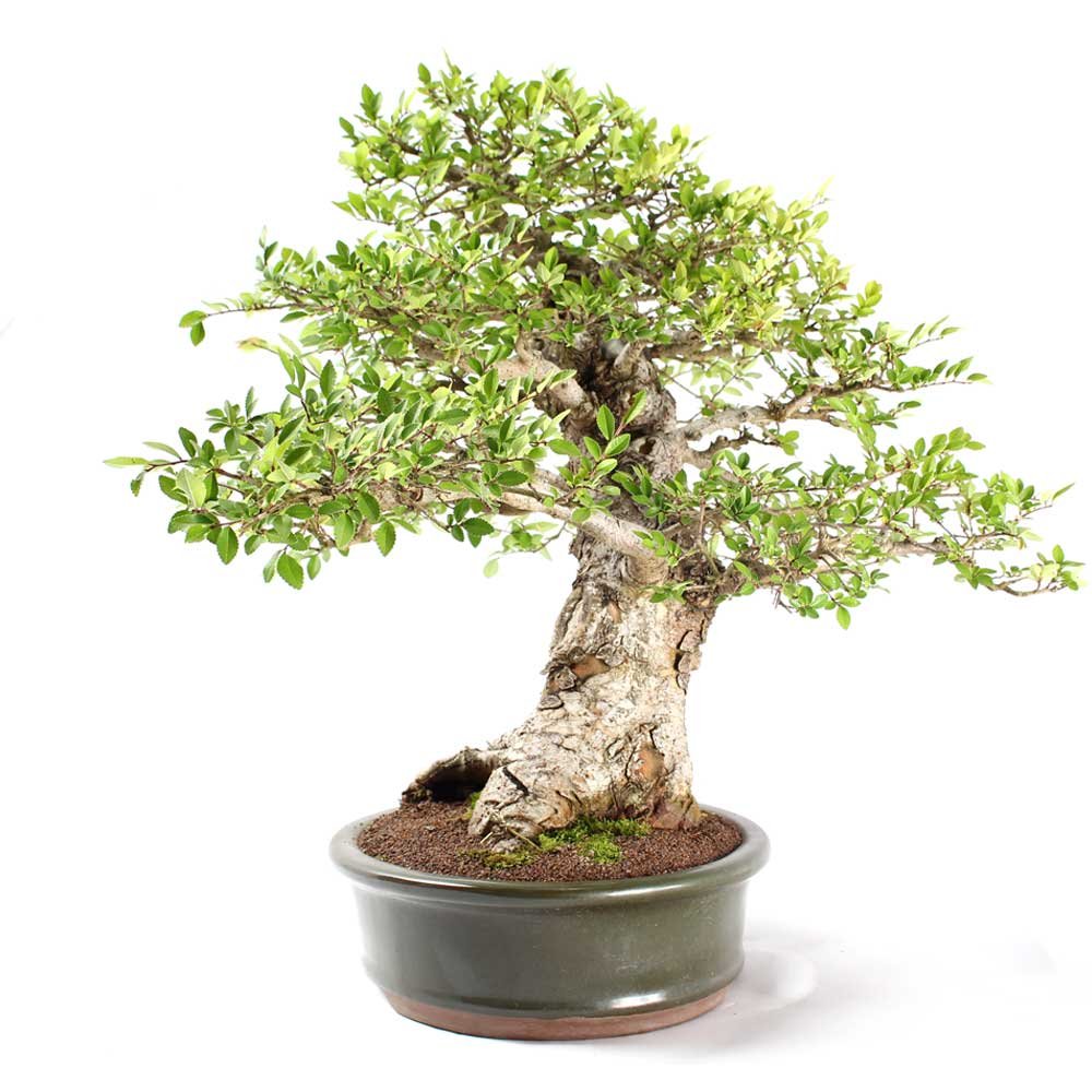 Bonsai Ulmus 25 Anos - 2