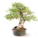 Ver imagem 2 de Bonsai Ulmus 25 Anos