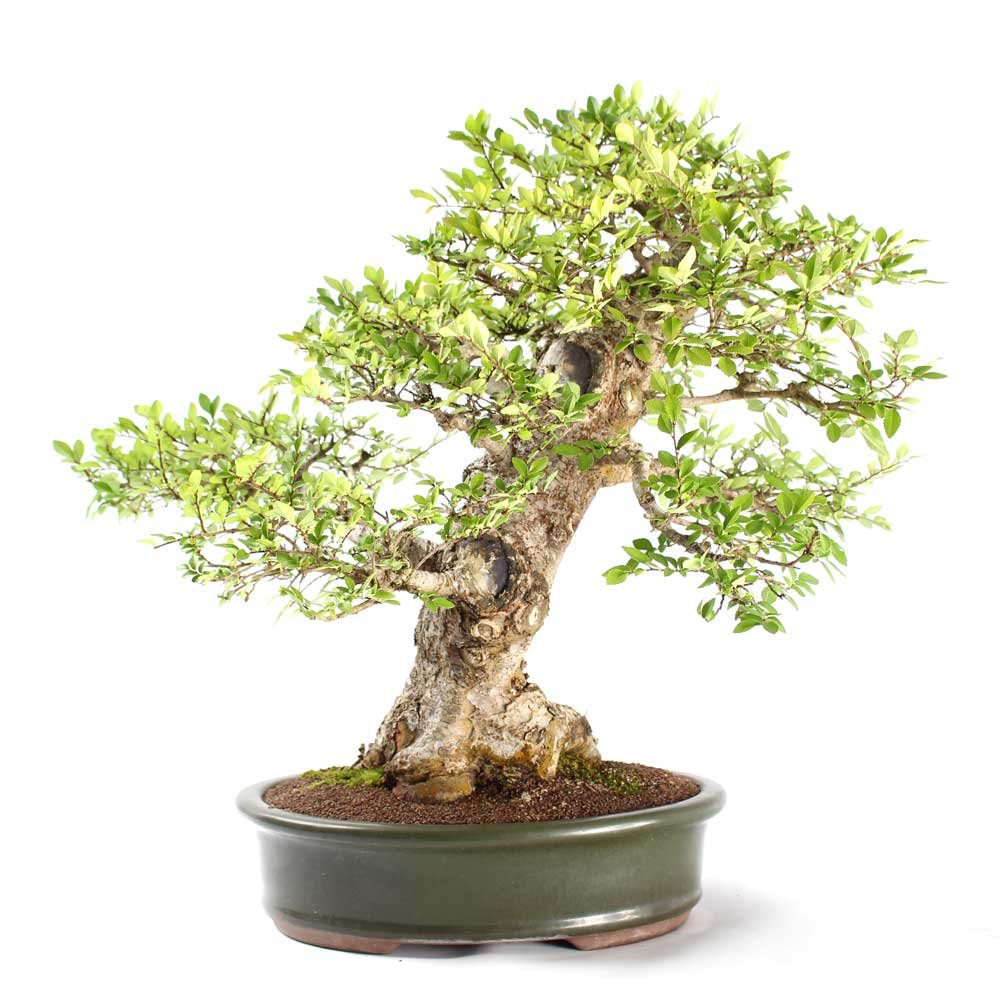 Bonsai Ulmus 25 Anos - 3