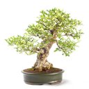 Ver imagem 3 de Bonsai Ulmus 25 Anos