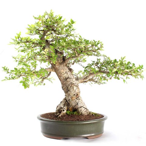 Bonsai Ulmus 25 Anos
