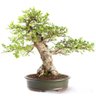 Bonsai Ulmus 25 Anos - 1
