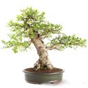 Ver imagem 1 de Bonsai Ulmus 25 Anos