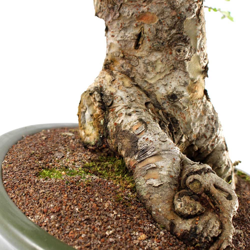 Bonsai Ulmus 25 Anos - 7