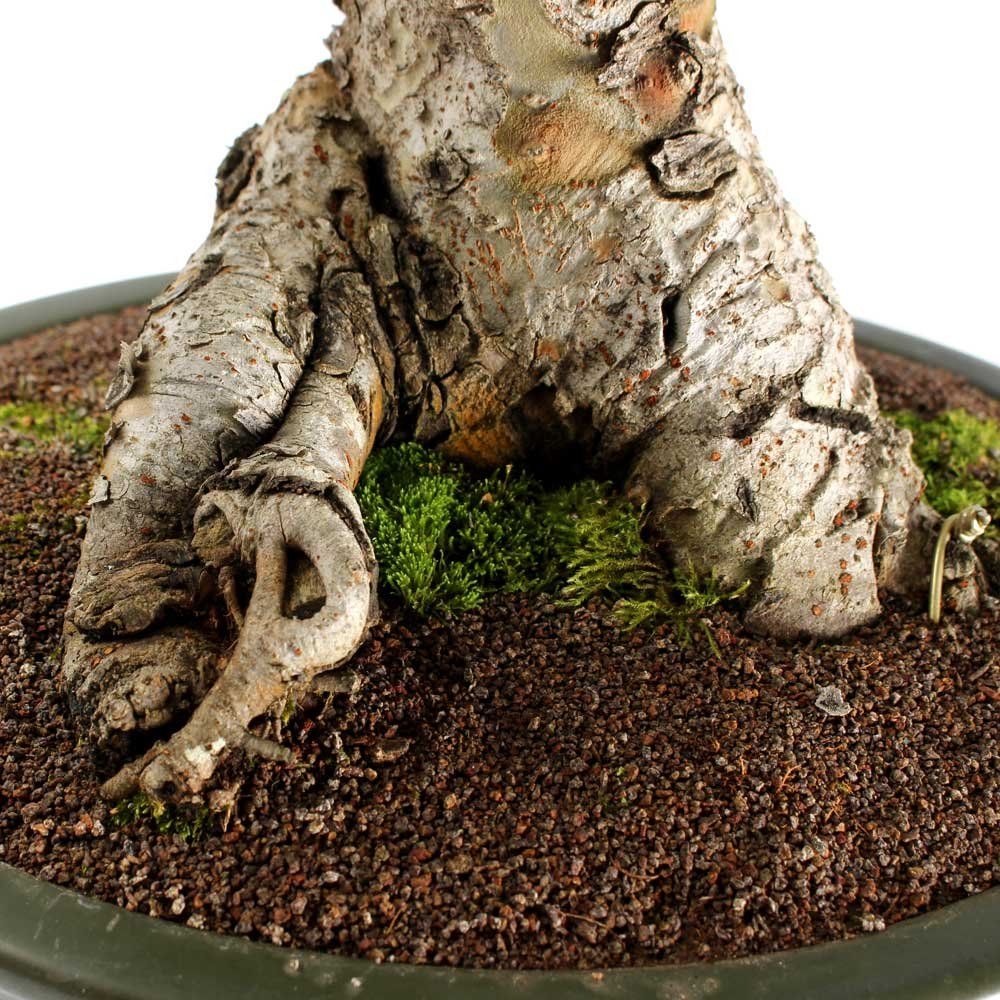 Bonsai Ulmus 25 Anos - 5