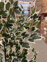 Ver imagem 5 de Árvore Artificial Ficus Planta Realista para Decoração 150cm