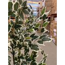 Ver imagem 5 de Árvore Artificial Ficus Planta Realista para Decoração 150cm