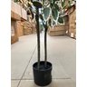 Árvore Artificial Ficus Planta Realista para Decoração 150cm - 8