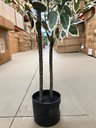 Ver mais imagens de Árvore Artificial Ficus Planta Realista para Decoração 150cm