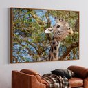 Ver imagem 1 de Quadro Decorativo Girafa em Moldura Caixa Tacolado Moldura Trad 1cm Madeira Escura com Vidro 30 X 40