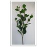 Galho Folhagem Ruscus - Grande 90cm - 2