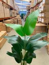 Ver imagem 4 de Bananeira Artificial para Sala Planta Decorativa com 1.60m