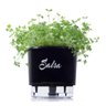 Vaso Autoirrigável para Plantas Gourmet N3 Raíz com Frase Cebolinha - 6