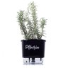 Vaso Autoirrigável para Plantas Gourmet N3 Raíz com Frase Cebolinha - 8