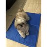 Tapete Gelado Cachorro Cao Gato Pet Refrescante 50x65cm Animal de Estimaçao Macio Confortavel Colcho - 3