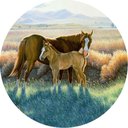 Ver imagem 1 de Capa para Estepe Ecosport Crossfox Cavalos