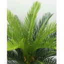 Ver imagem 2 de Planta Artificial Cycas Toque Real Realista 80cm Suculentas