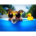 Ver imagem 2 de Papel De Parede Animais Cachorro Férias 3D Anm113