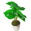 Ver imagem 2 de Arranjo de Planta Artificial em Vaso de Plástico Modelo:Planta Costela de Adão Verde