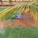 Ver imagem 6 de Irrigador Rotativo Plástico 3 Jatos Alcance (15m) Palisad