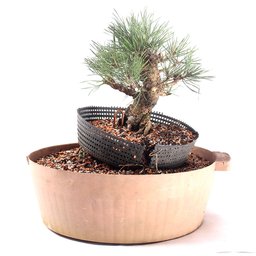 Pré Bonsai Pinheiro Negro 15 Anos - 2
