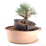 Pré Bonsai Pinheiro Negro 15 Anos - 2