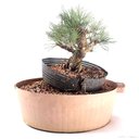 Ver imagem 2 de Pré Bonsai Pinheiro Negro 15 Anos