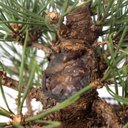 Ver imagem 5 de Pré Bonsai Pinheiro Negro 15 Anos