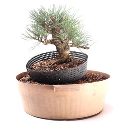 Pré Bonsai Pinheiro Negro 15 Anos - 3