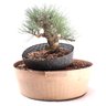 Pré Bonsai Pinheiro Negro 15 Anos - 3
