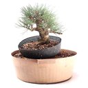 Ver imagem 3 de Pré Bonsai Pinheiro Negro 15 Anos