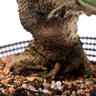 Pré Bonsai Pinheiro Negro 15 Anos - 6