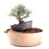 Pré Bonsai Pinheiro Negro 15 Anos - 4