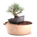 Ver imagem 4 de Pré Bonsai Pinheiro Negro 15 Anos