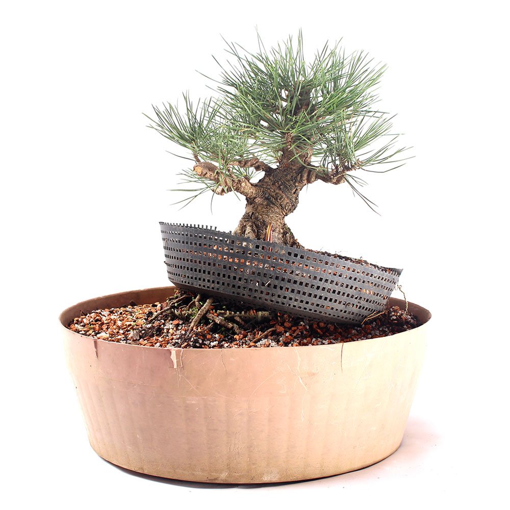 Pré Bonsai Pinheiro Negro 15 Anos