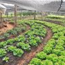 Tela Sombreamento 3x50m 50% para Horta Jardim Estufa Viveiro - 3