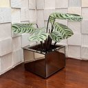 Ver imagem 2 de Vaso Mdf Mel Grande Revestido com Vidro para Plantas