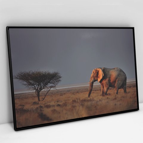 Quadro Decorativo em Canvas Elefante na Savana - Moldura Preta - 60 x 40cm