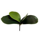 Ver imagem 2 de Folha Orquidea Artificial Verde 22 cm - D'Rossi Flor
