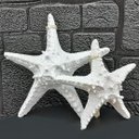 Ver imagem 1 de Enfeites Estrelas Mar Branca Casa Praia Oceano Mar Kit 2pçs